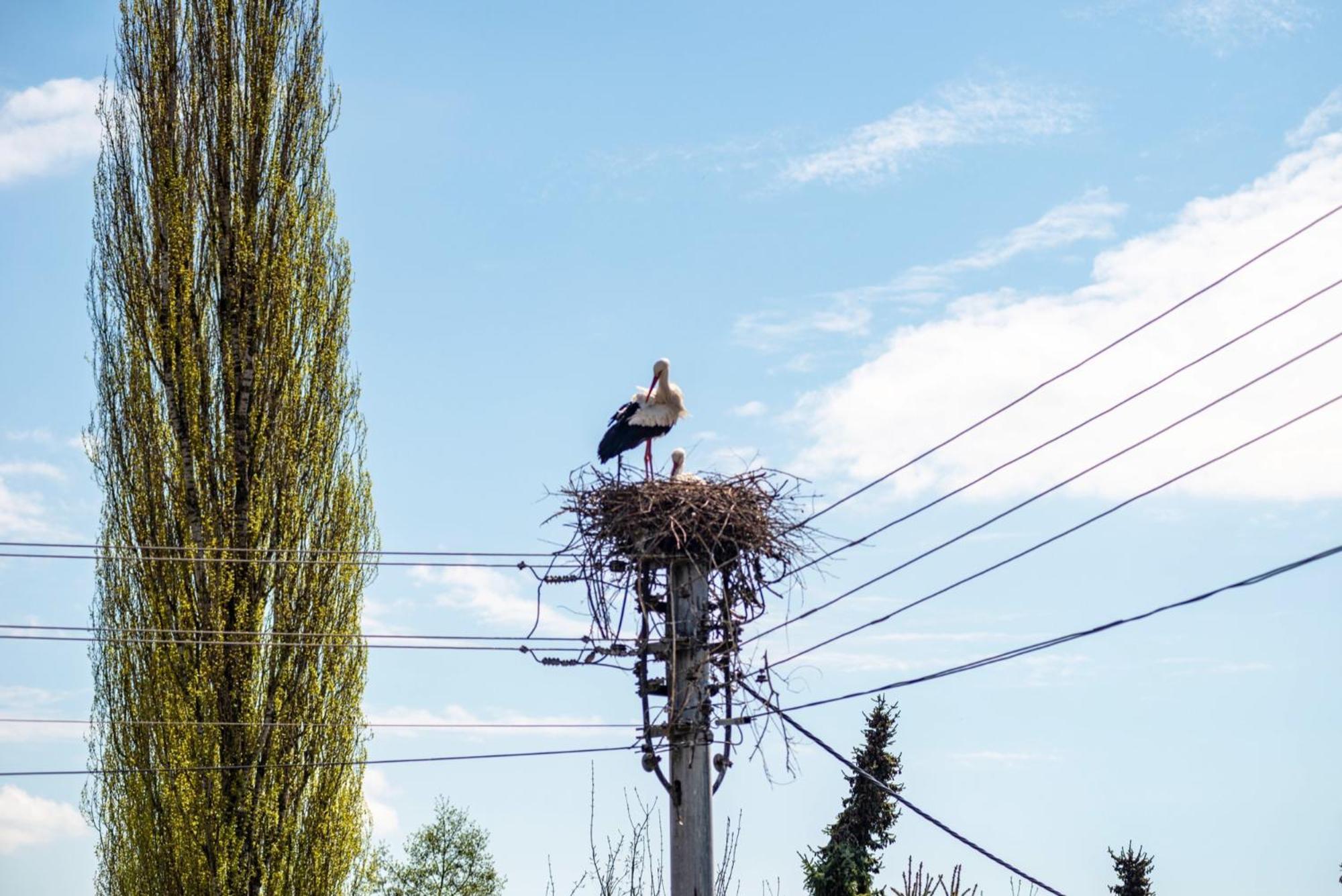 Vronis Ferienwohnungen Muhlingen Esterno foto