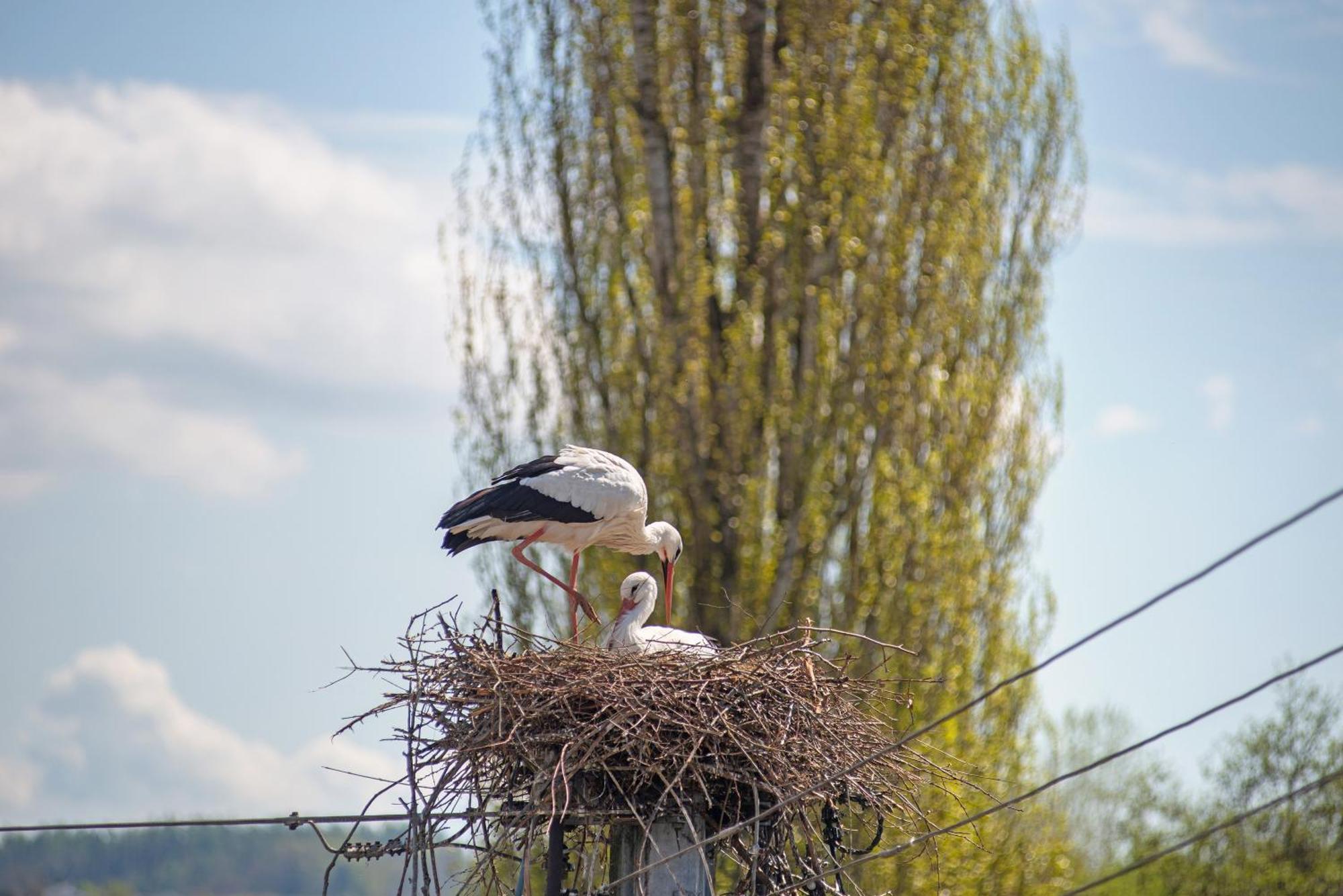 Vronis Ferienwohnungen Muhlingen Esterno foto