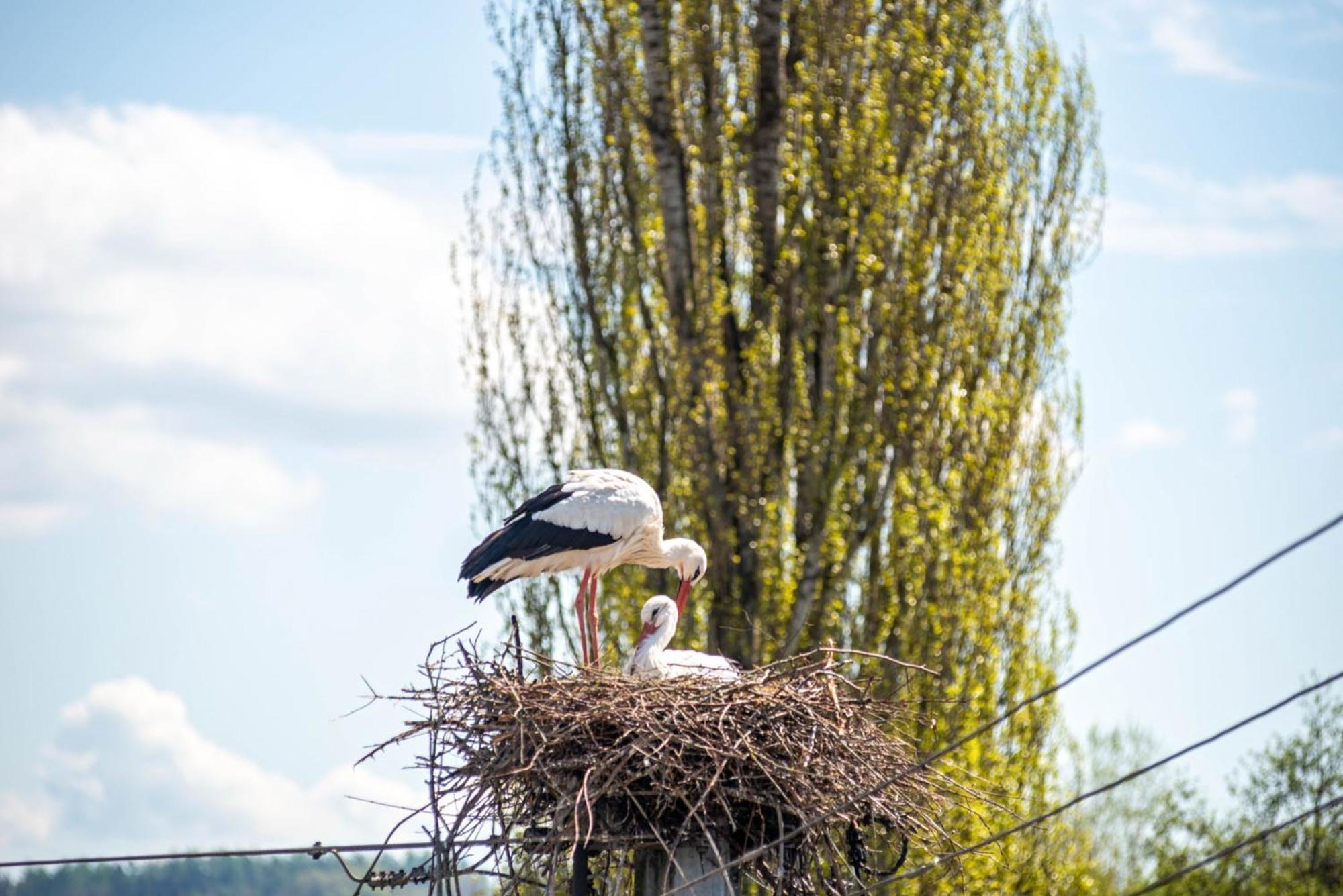 Vronis Ferienwohnungen Muhlingen Esterno foto